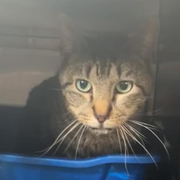 Enlarge Emma, a Adoptable Domestic Short Hair in Glenwood, MN image 2/2