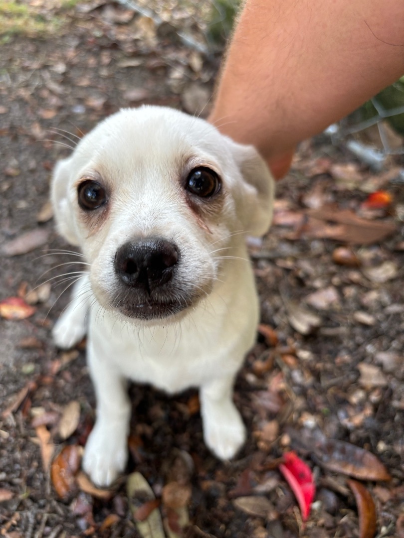 Lil (Lilith), a Adopted Chiweenie in Wildwood, FL image 2/3