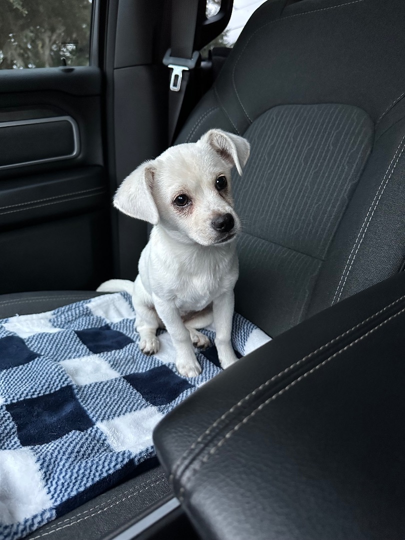Lil (Lilith), a Adopted Chiweenie in Wildwood, FL image 3/3