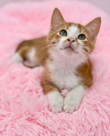 Forsythia, a Adoptable Domestic Short Hair in Covington, LA image 1/6