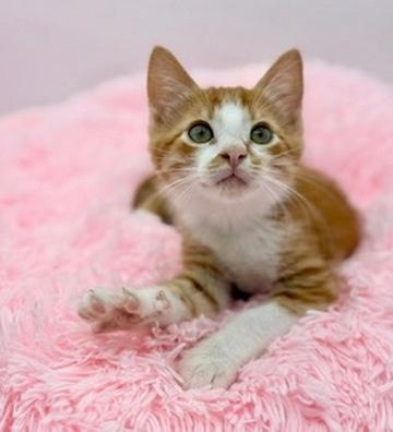 Forsythia, a Adoptable Domestic Short Hair in Covington, LA image 4/6