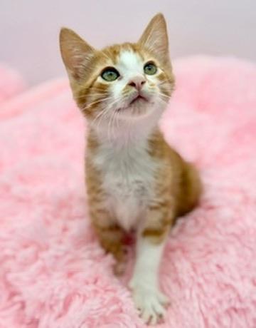 Forsythia, a Adoptable Domestic Short Hair in Covington, LA image 2/6