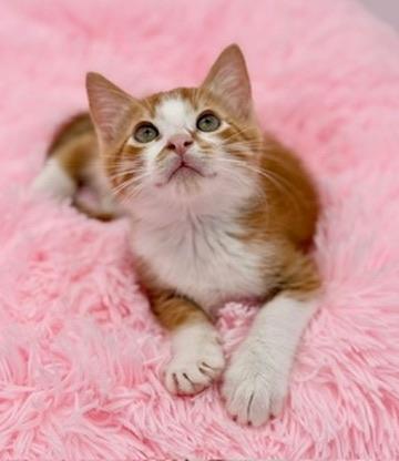 Forsythia, a Adoptable Domestic Short Hair in Covington, LA image 3/6