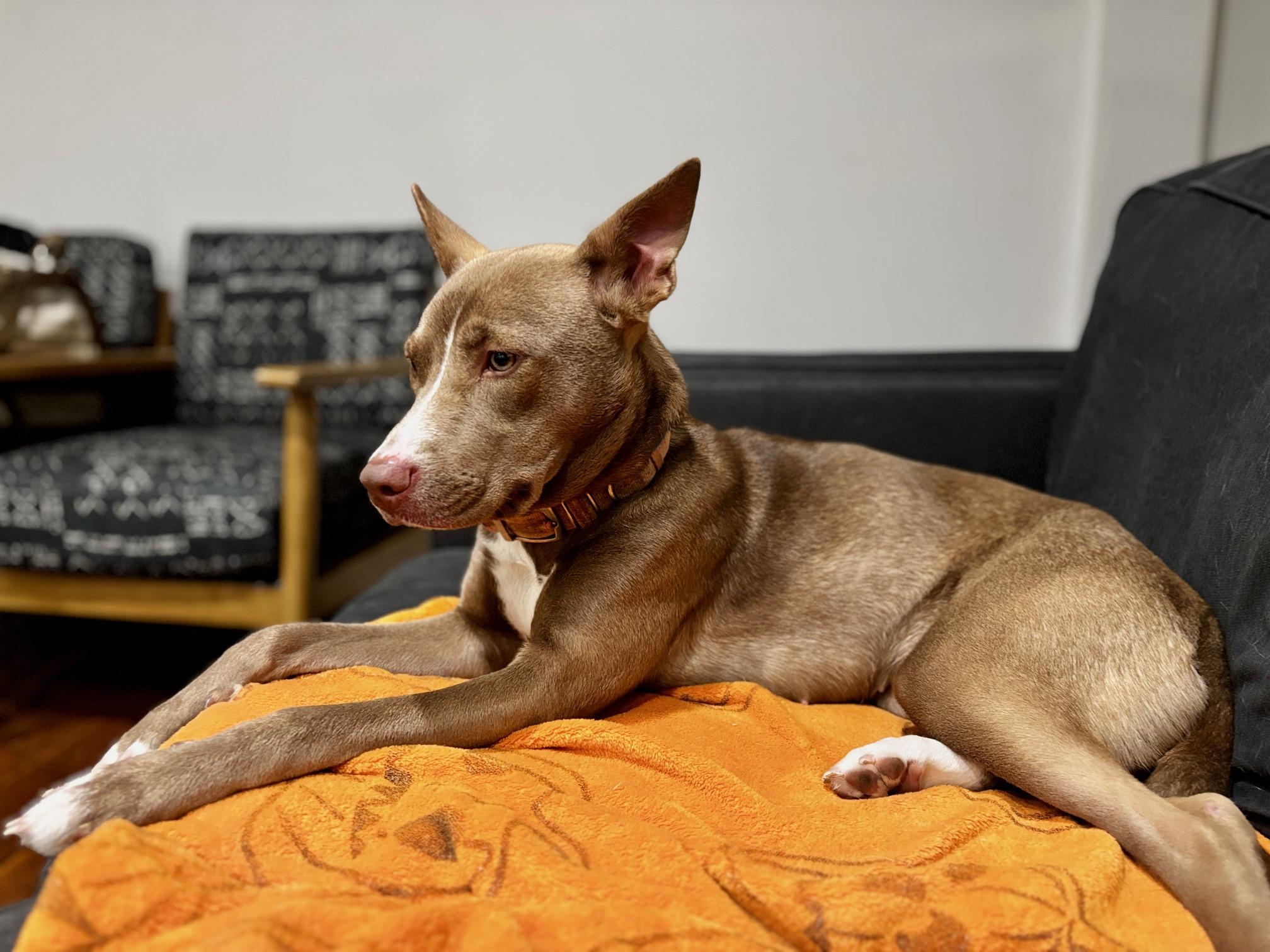 Moxie, a ADOPTABLE mixed breed in Aurora, IL image 2/4