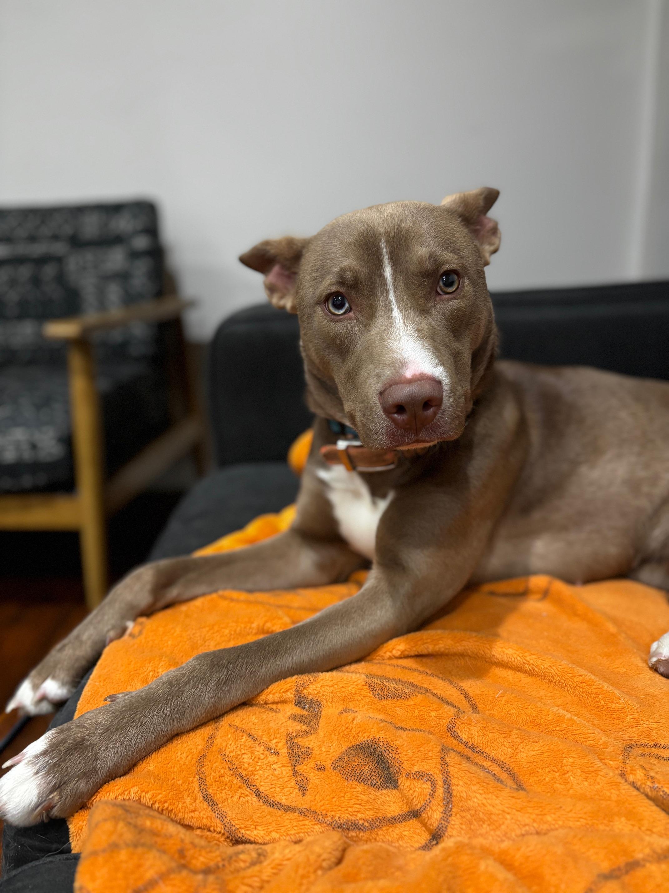 Moxie, a ADOPTABLE mixed breed in Aurora, IL image 1/4