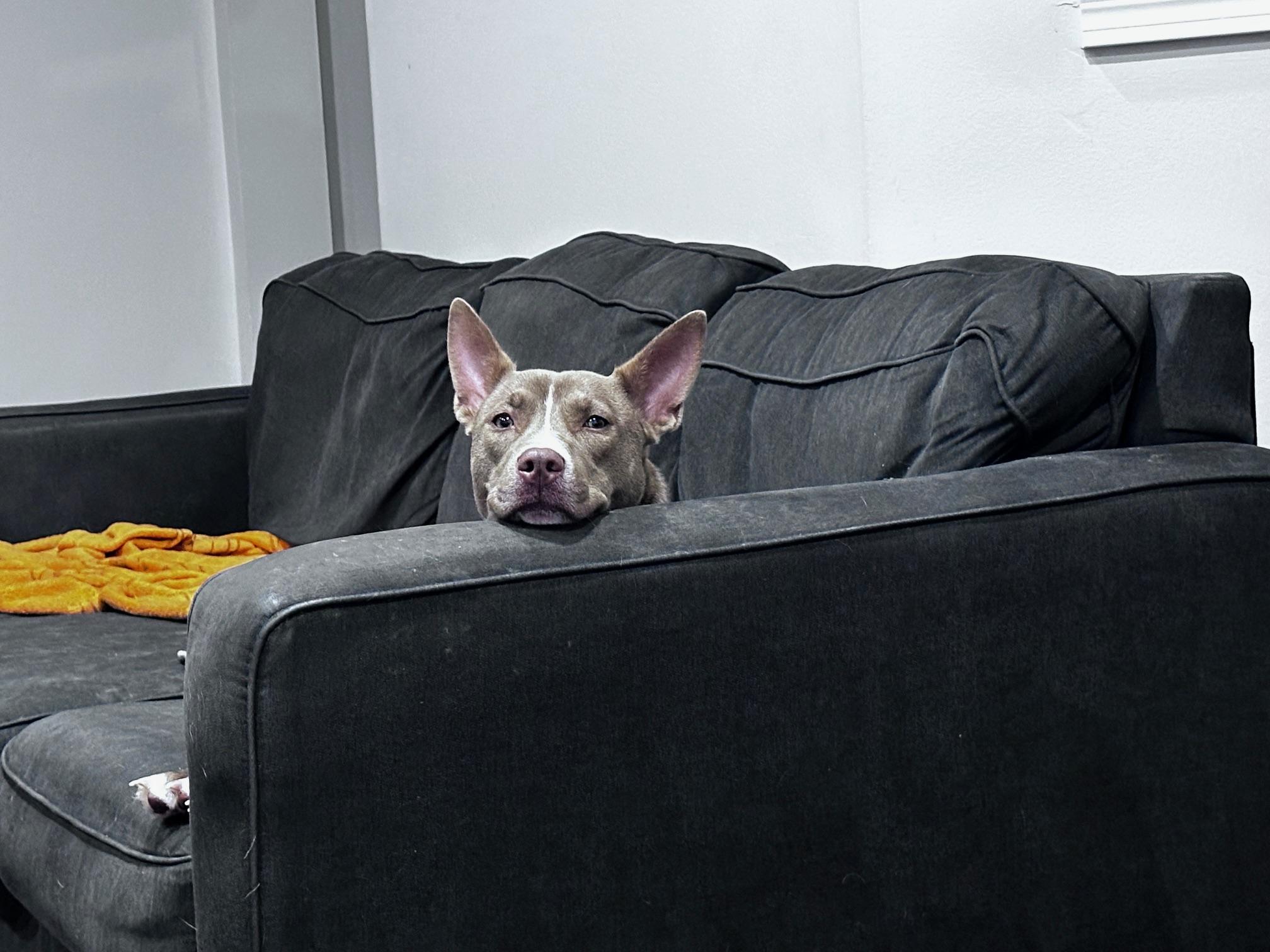 Moxie, a ADOPTABLE mixed breed in Aurora, IL image 3/4