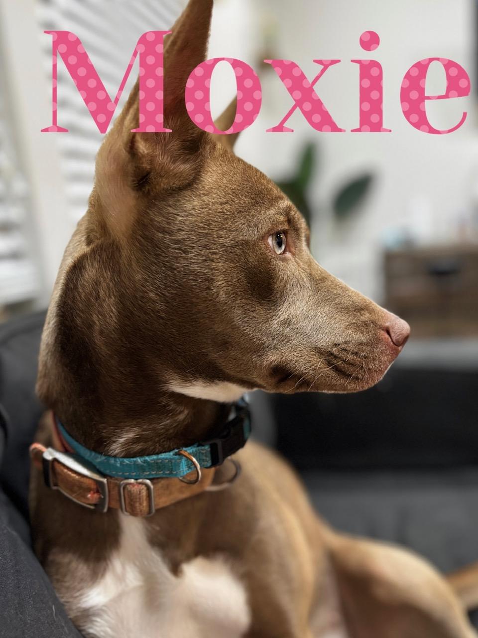 Moxie, a ADOPTABLE mixed breed in Aurora, IL image 4/4