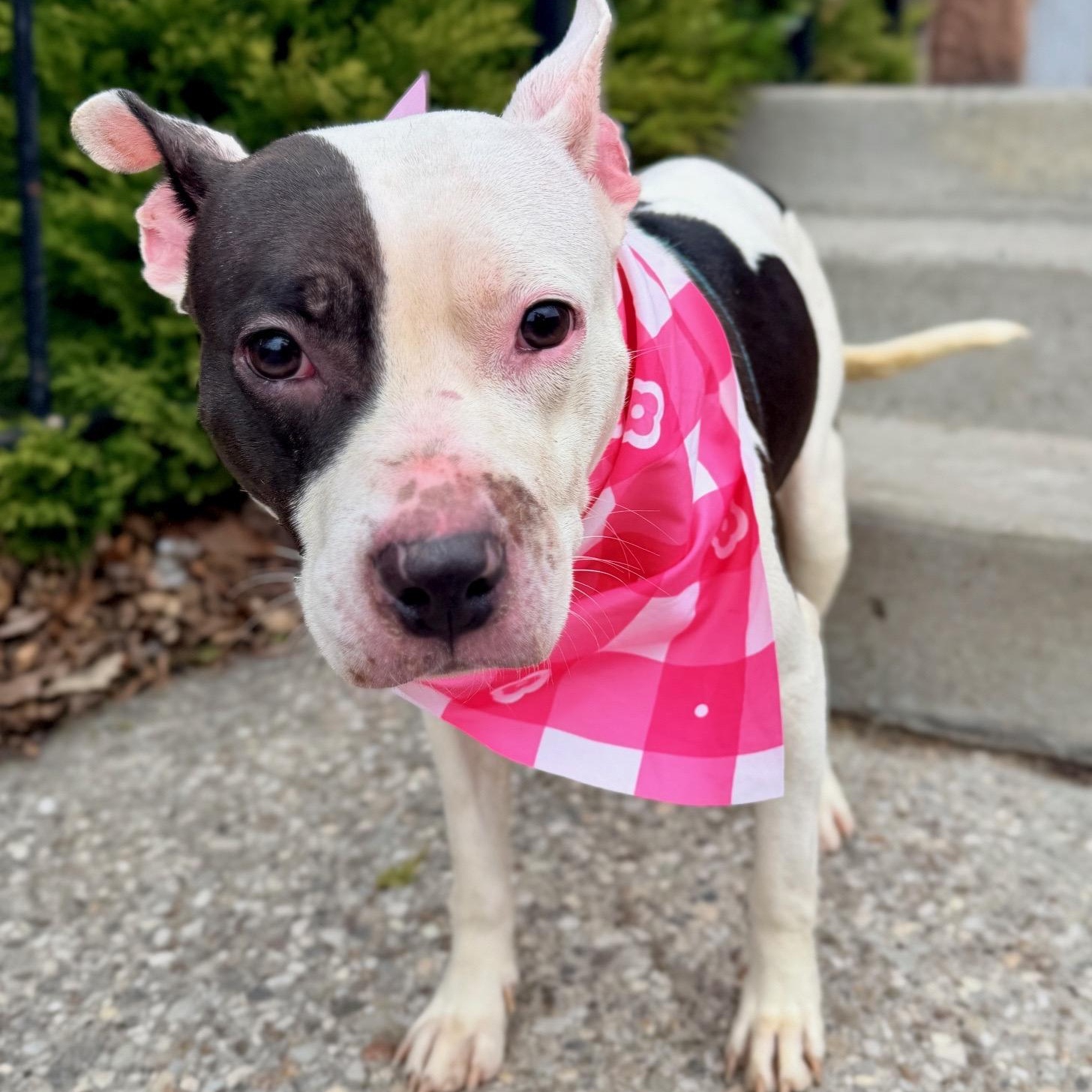 Shania — thumbnail 2