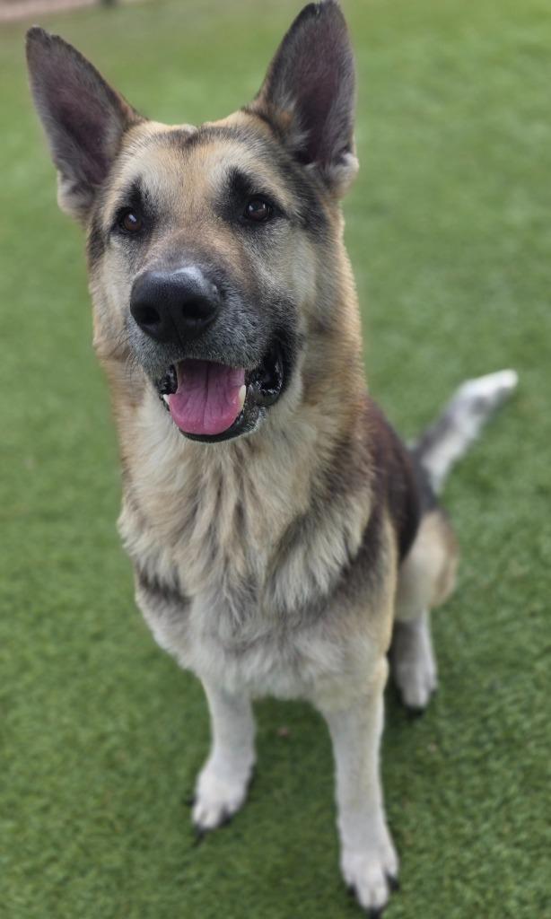Enlarge Gunther, a Adoptable German Shepherd Dog in Little Elm, TX image 1/1