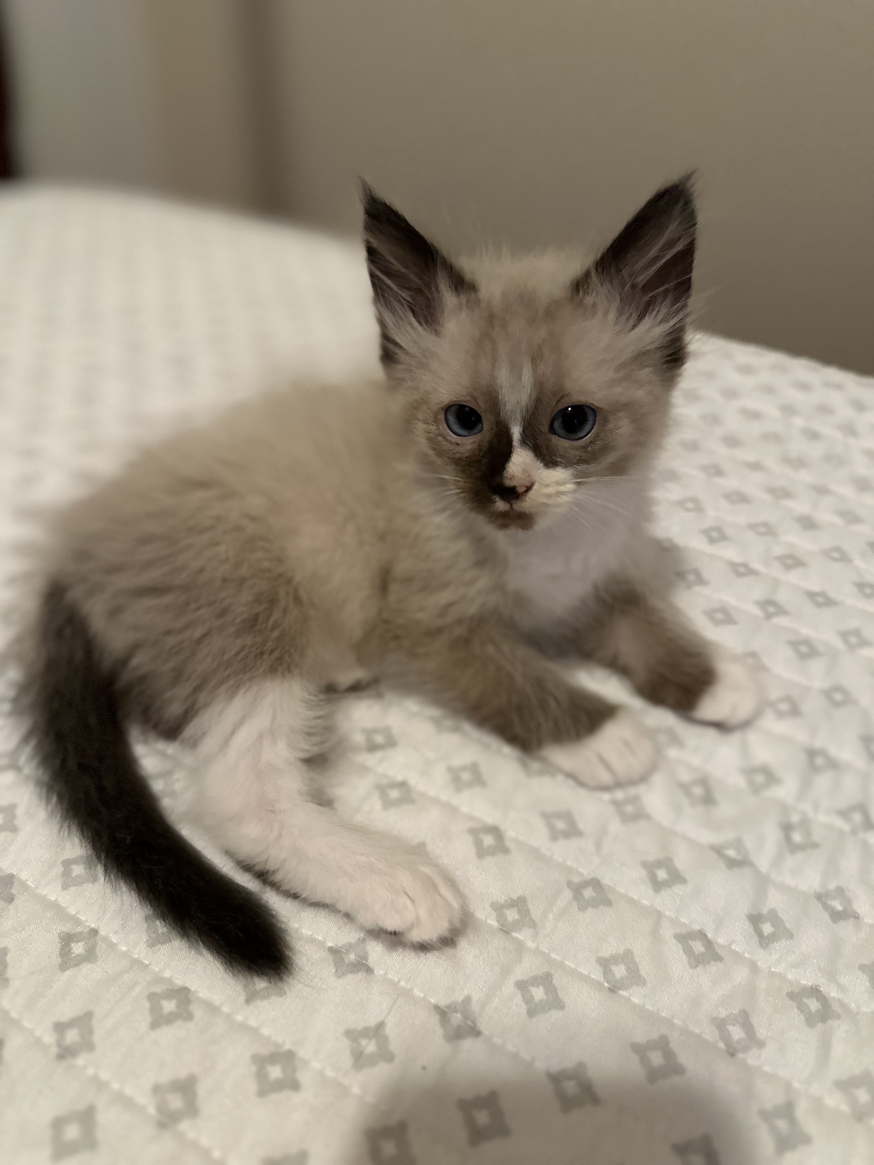 Enlarge Sapphire, a Adopted Siamese in Woodstock, GA image 1/3