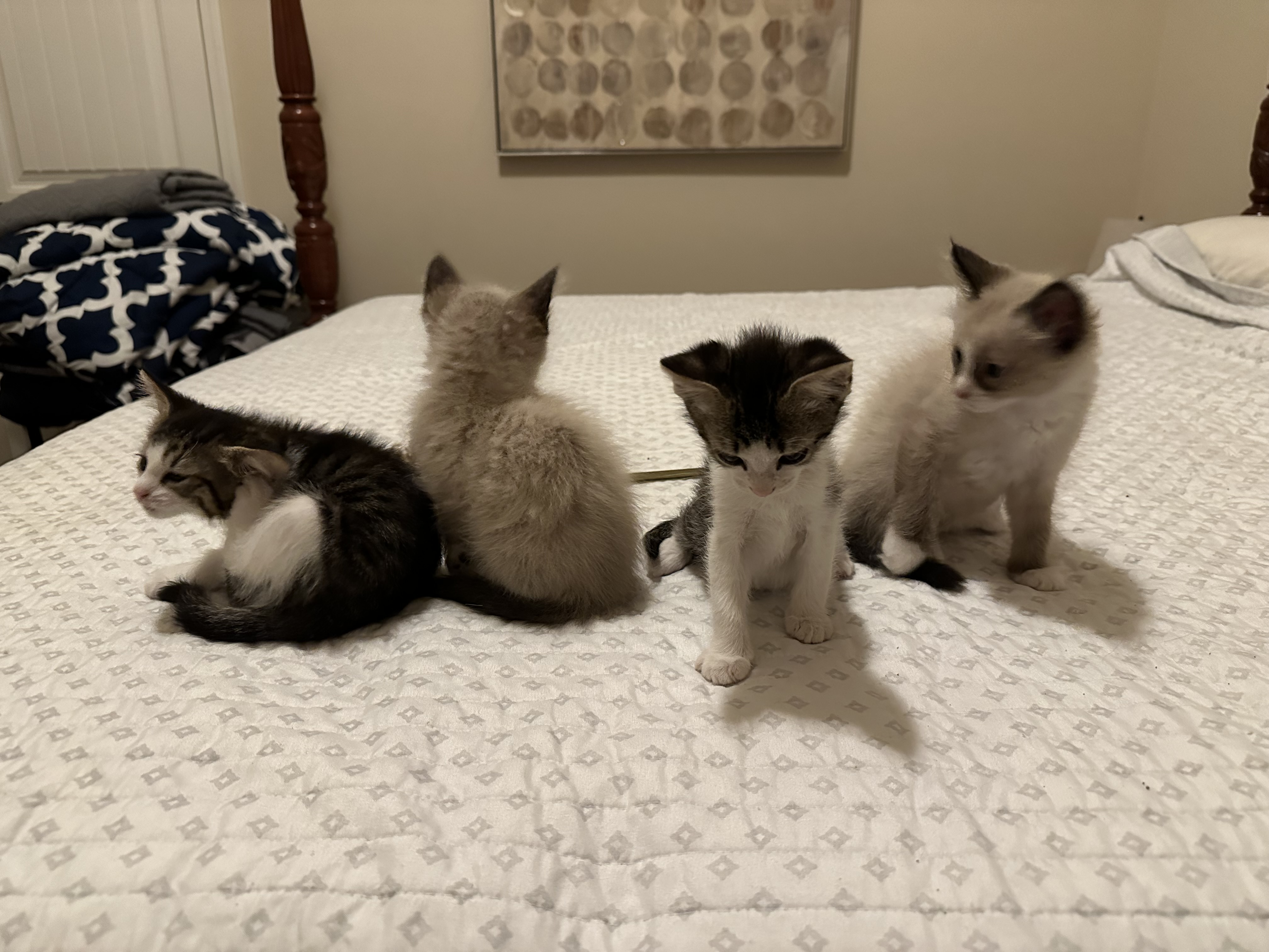 Enlarge Sapphire, a Adopted Siamese in Woodstock, GA image 2/3