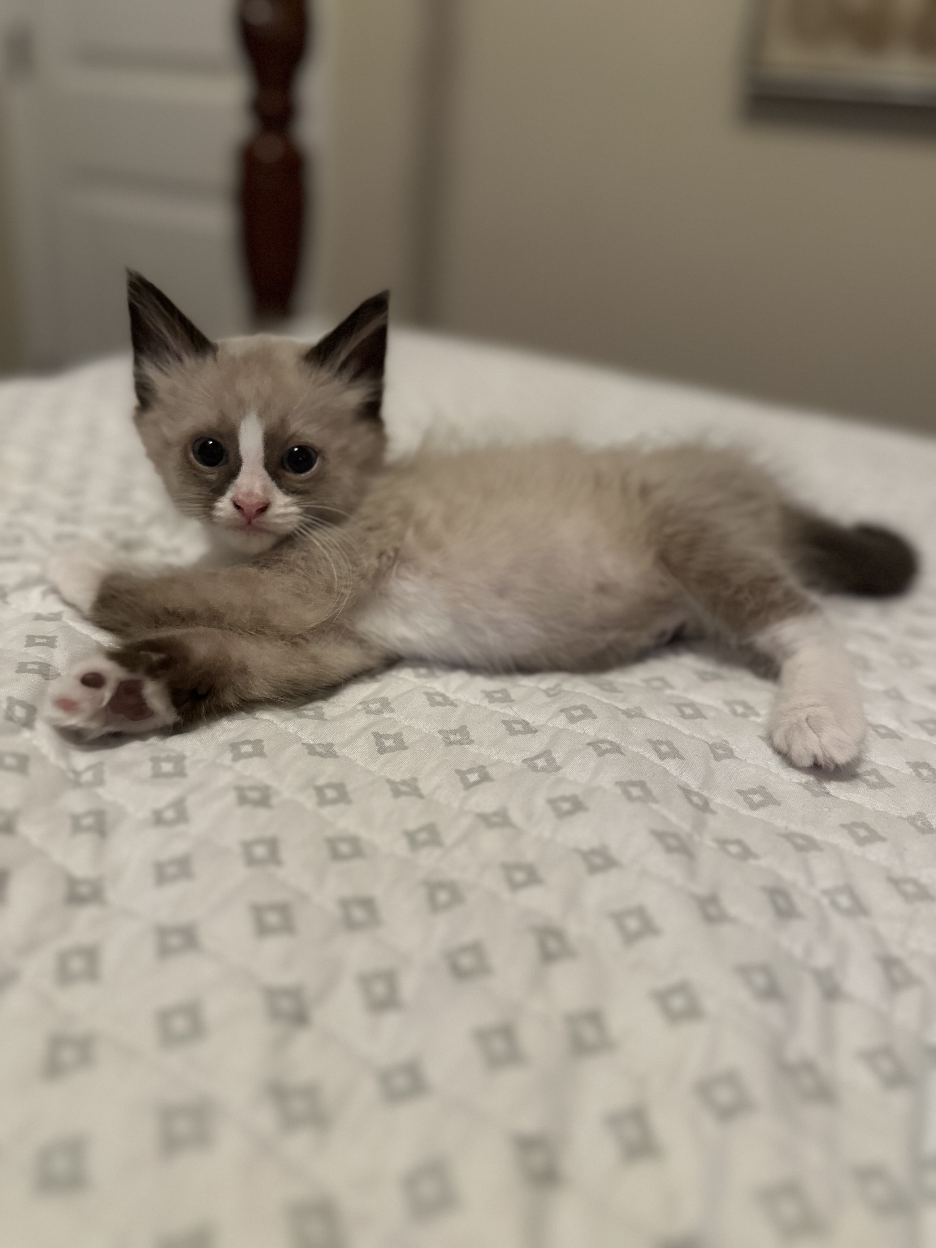 Enlarge Sapphire, a Adopted Siamese in Woodstock, GA image 3/3