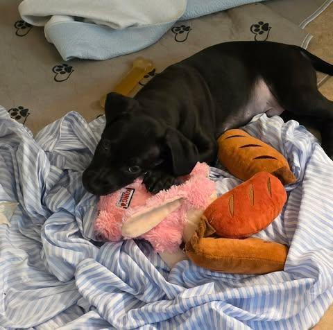 Enlarge Veggie Litter - Artichoke, a Adoptable mixed breed in Charlotte, NC image 5/6