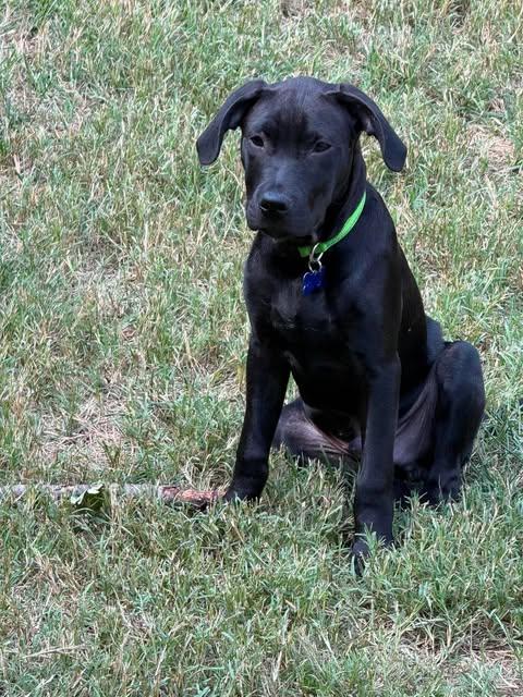 Enlarge Veggie Litter - Artichoke, a Adoptable mixed breed in Charlotte, NC image 2/6