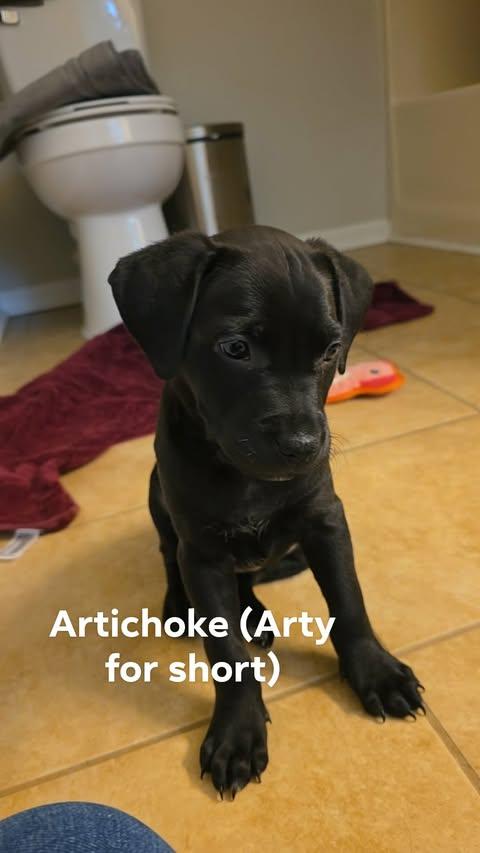 Enlarge Veggie Litter - Artichoke, a Adoptable mixed breed in Charlotte, NC image 6/6