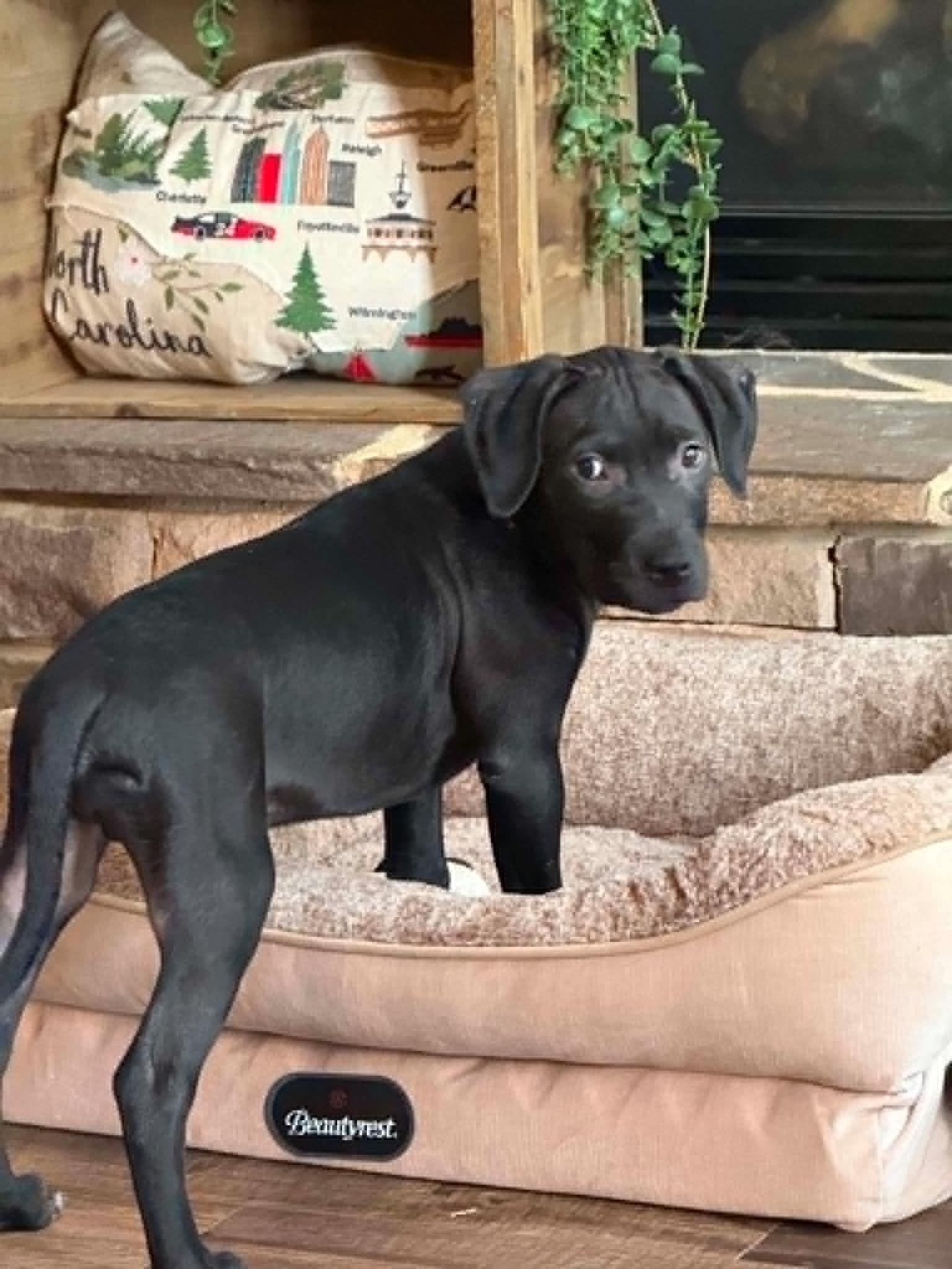 Enlarge Veggie Litter - Artichoke, a Adoptable mixed breed in Charlotte, NC image 3/6