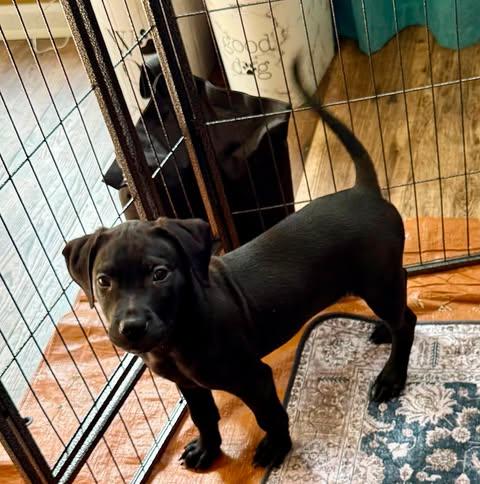 Enlarge Veggie Litter - Artichoke, a Adoptable mixed breed in Charlotte, NC image 4/6