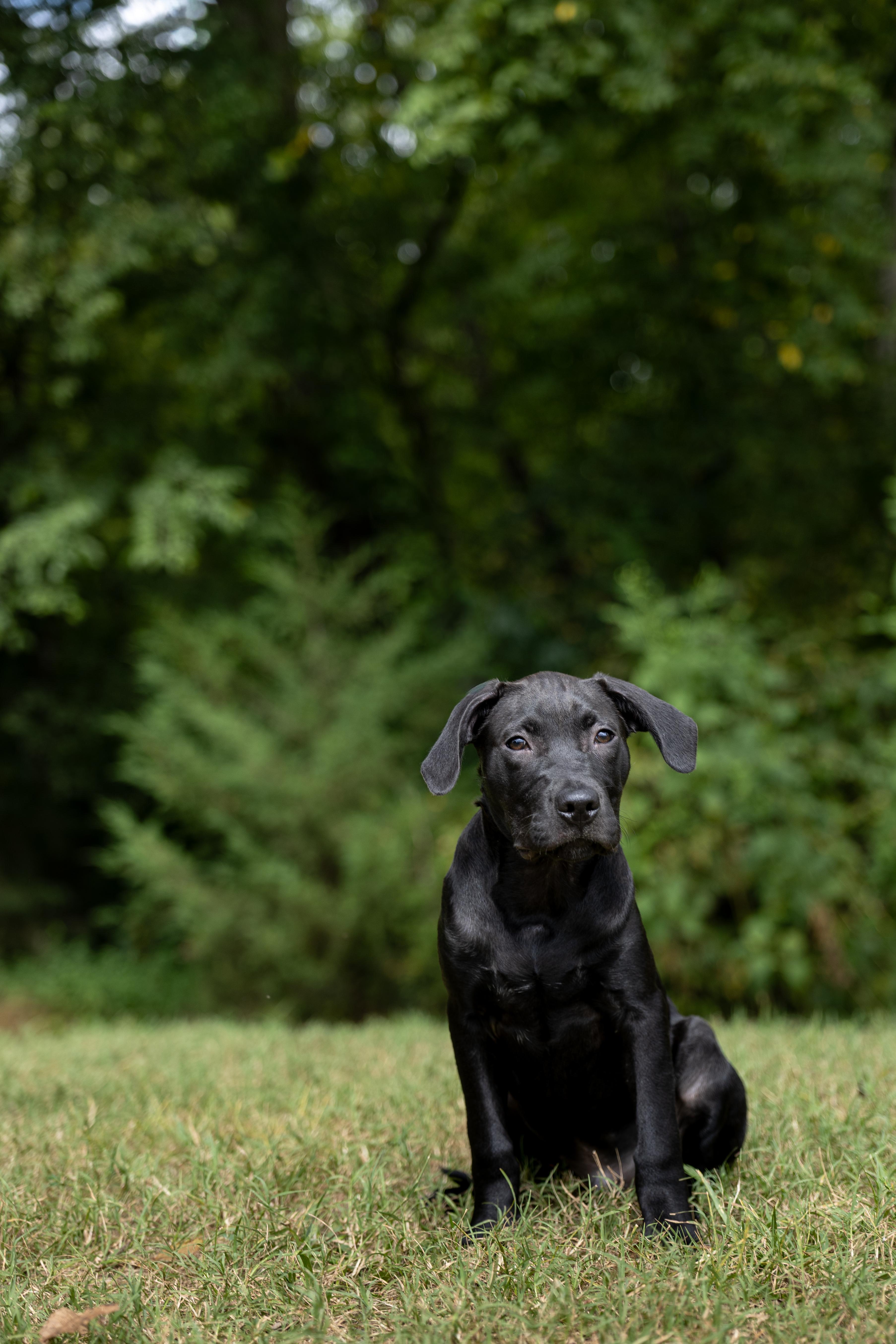 Veggie Litter - Artichoke, Adoptable, Puppy Male Labrador Retriever.