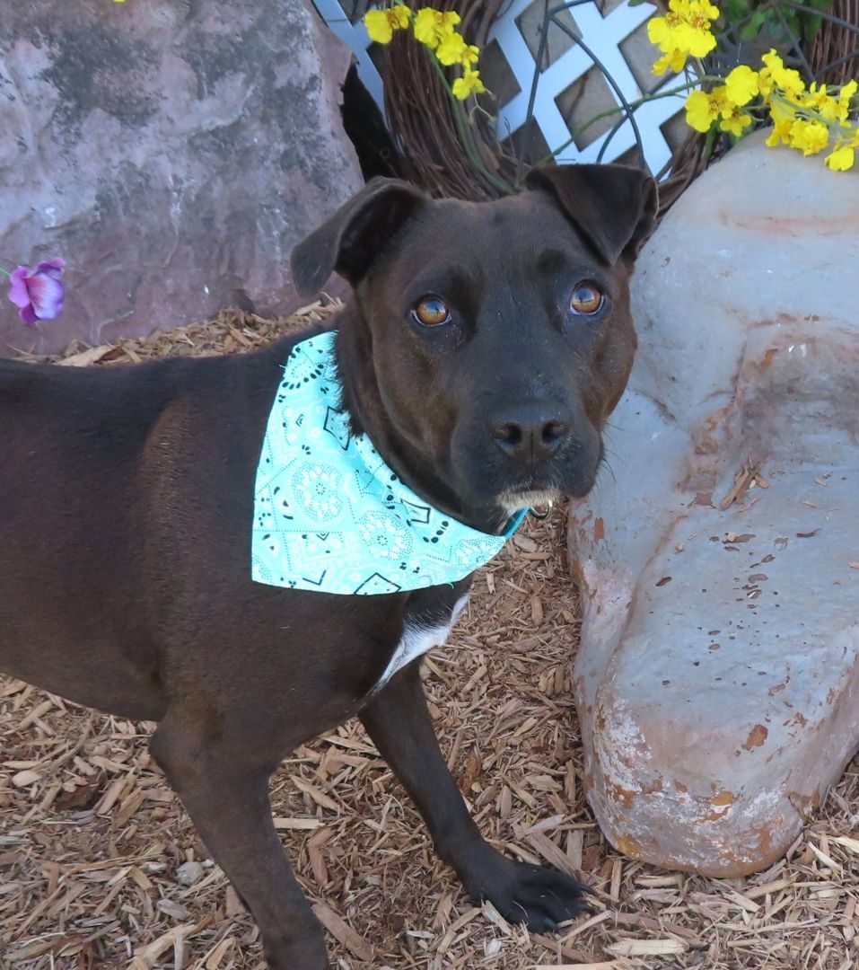 MARLO 426699 Please read my story..., an adopted Terrier Mix in Oklahoma City, OK_image-1