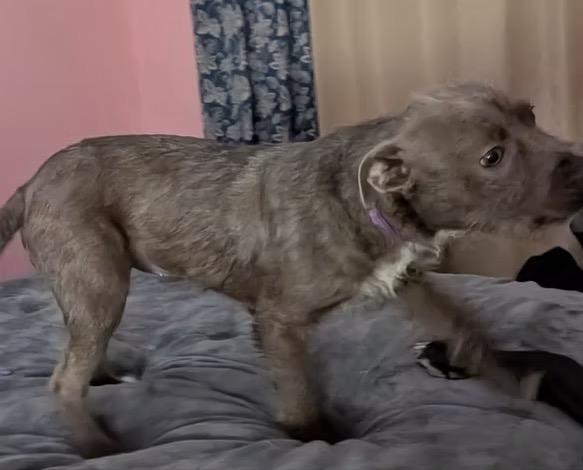 Enlarge Vera, a ADOPTABLE mixed breed in Harrington, DE image 4/4