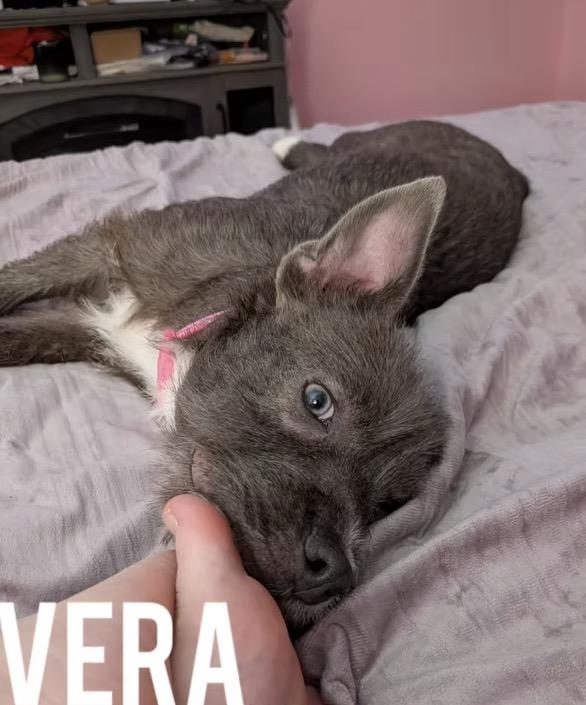 Enlarge Vera, a ADOPTABLE mixed breed in Harrington, DE image 2/4