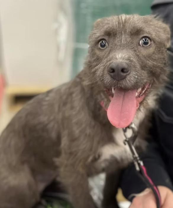 Enlarge Vera, a ADOPTABLE mixed breed in Harrington, DE image 1/4