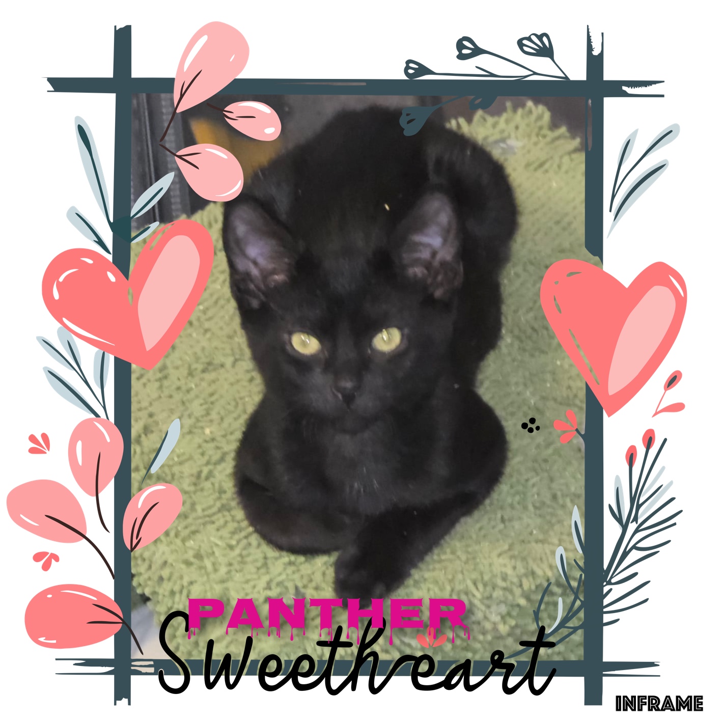 PANTHER, Adoptable, Kitten Male Domestic Short Hair.