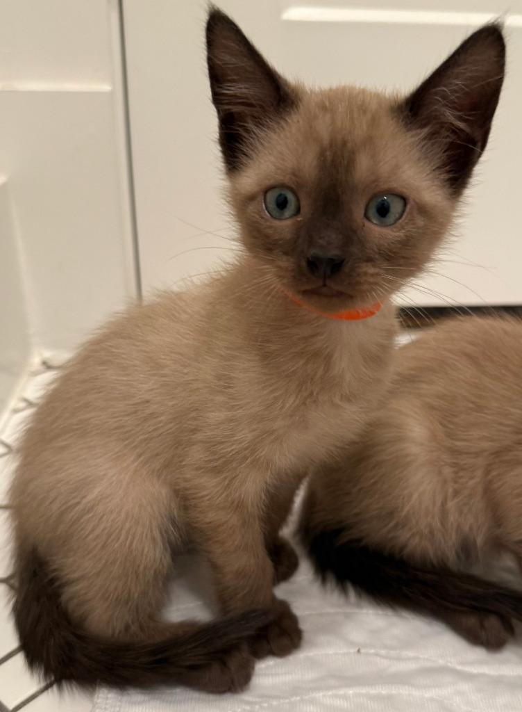 Buckeye, Adoptable, Kitten Male Tonkinese & Siamese.