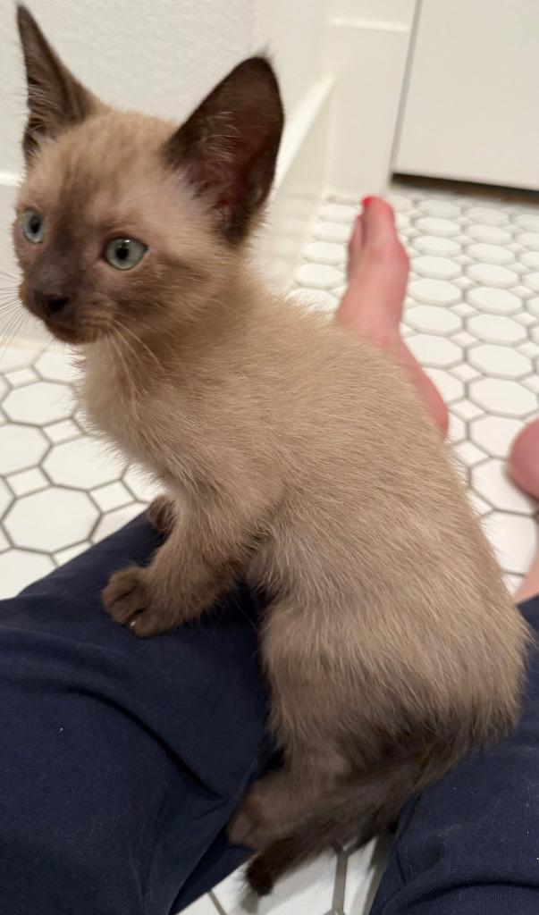 Enlarge Buckeye, a Adoptable mixed breed in New Braunfels, TX image 2/2