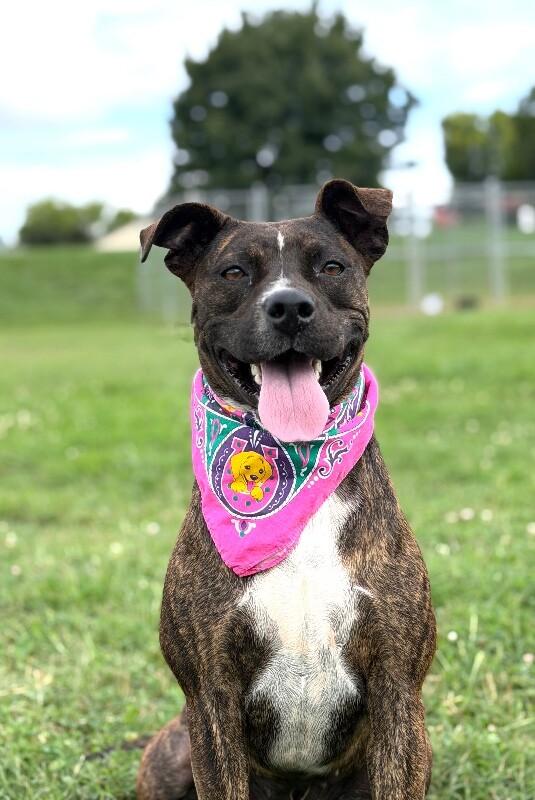 Charlotte, Adoptable, Young Female Plott Hound & Mountain Cur.