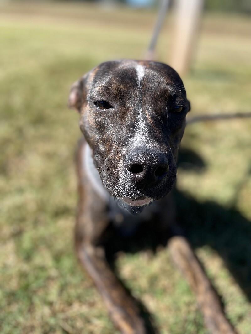 Charlotte, Adoptable, Young Female Staffordshire Bull Terrier.