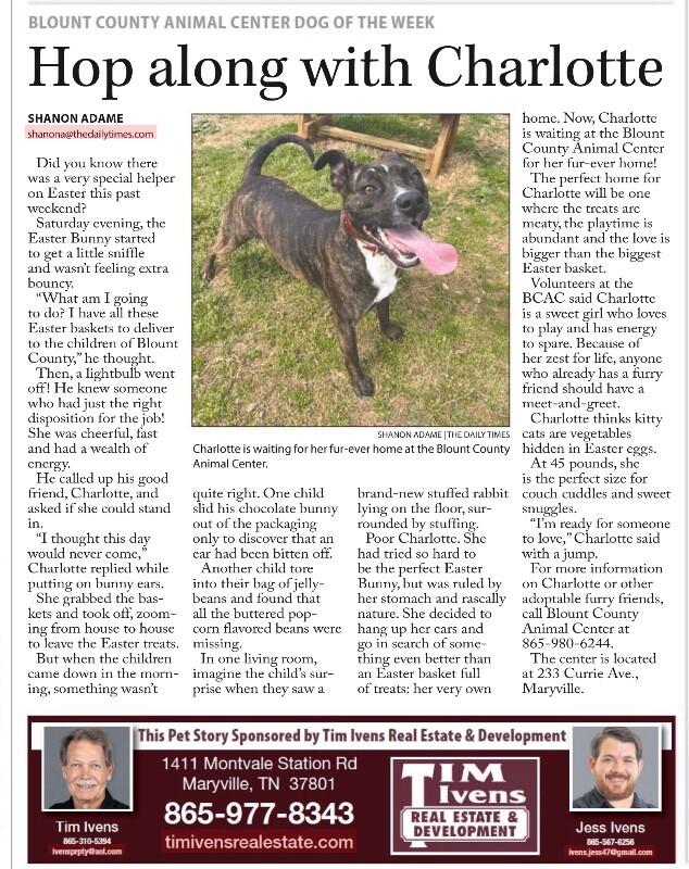 Charlotte, Adoptable, Young Female Plott Hound & Mountain Cur.