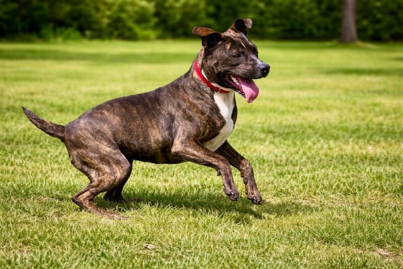 Enlarge Charlotte, a Adoptable mixed breed in Maryville, TN image 2/6