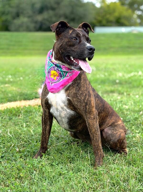 Charlotte, a Adoptable mixed breed in Maryville, TN image 2/4