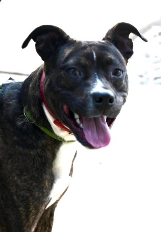 Enlarge Charlotte, a Adoptable Staffordshire Bull Terrier in Maryville, TN image 1/6