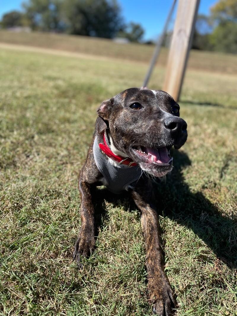 Enlarge Charlotte, a Adoptable mixed breed in Maryville, TN image 4/6