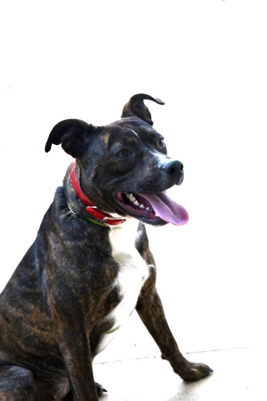 Enlarge Charlotte, a Adoptable Staffordshire Bull Terrier in Maryville, TN image 2/6