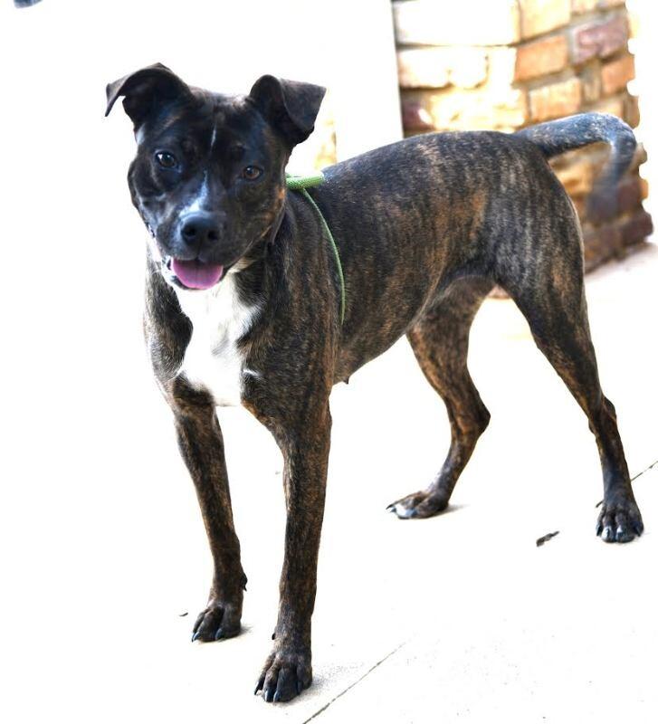 Enlarge Charlotte, a Adoptable Staffordshire Bull Terrier in Maryville, TN image 3/6
