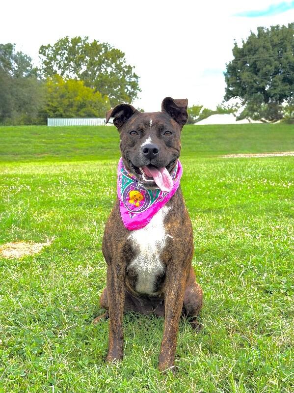 Charlotte, a Adoptable mixed breed in Maryville, TN image 3/4