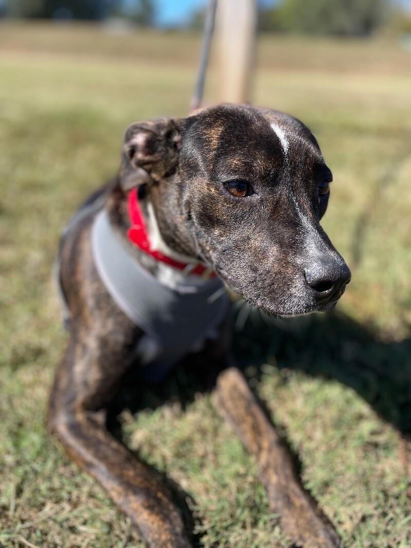 Enlarge Charlotte, a Adoptable Staffordshire Bull Terrier in Maryville, TN image 4/6