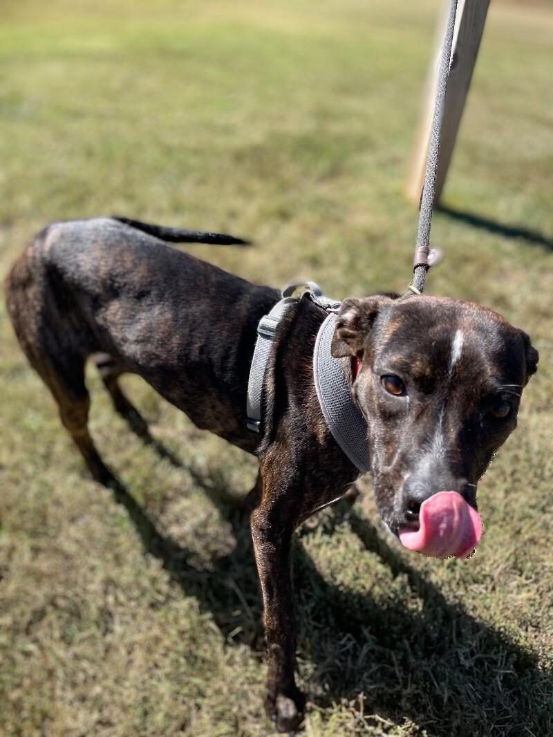 Charlotte, a Adoptable mixed breed in Maryville, TN image 5/6