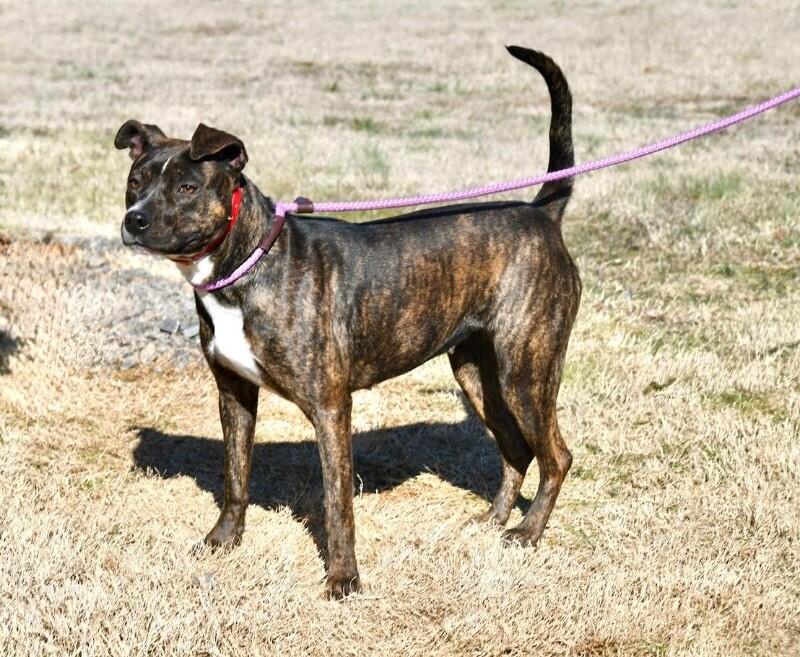 Enlarge Charlotte, a Adoptable Staffordshire Bull Terrier in Maryville, TN image 5/6