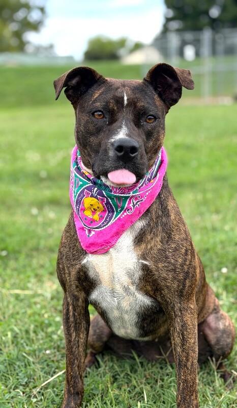Charlotte, a Adoptable mixed breed in Maryville, TN image 4/4