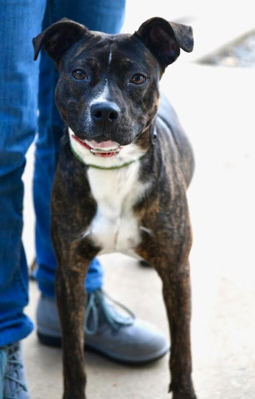 Enlarge Charlotte, a Adoptable Staffordshire Bull Terrier in Maryville, TN image 6/6