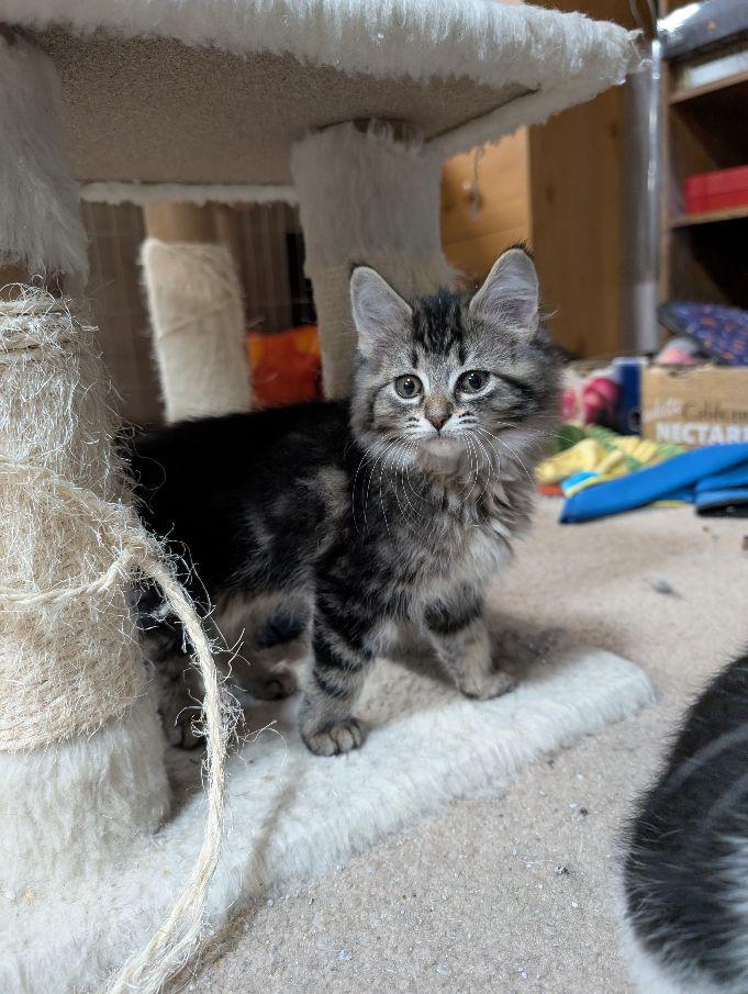 Capella, an adopted mixed breed in Lake Orion, MI image 2/3