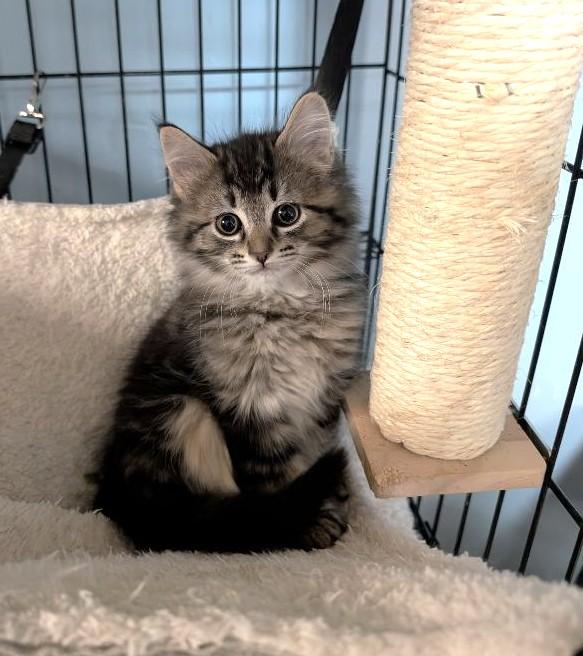 Capella, an adopted mixed breed in Lake Orion, MI image 1/3