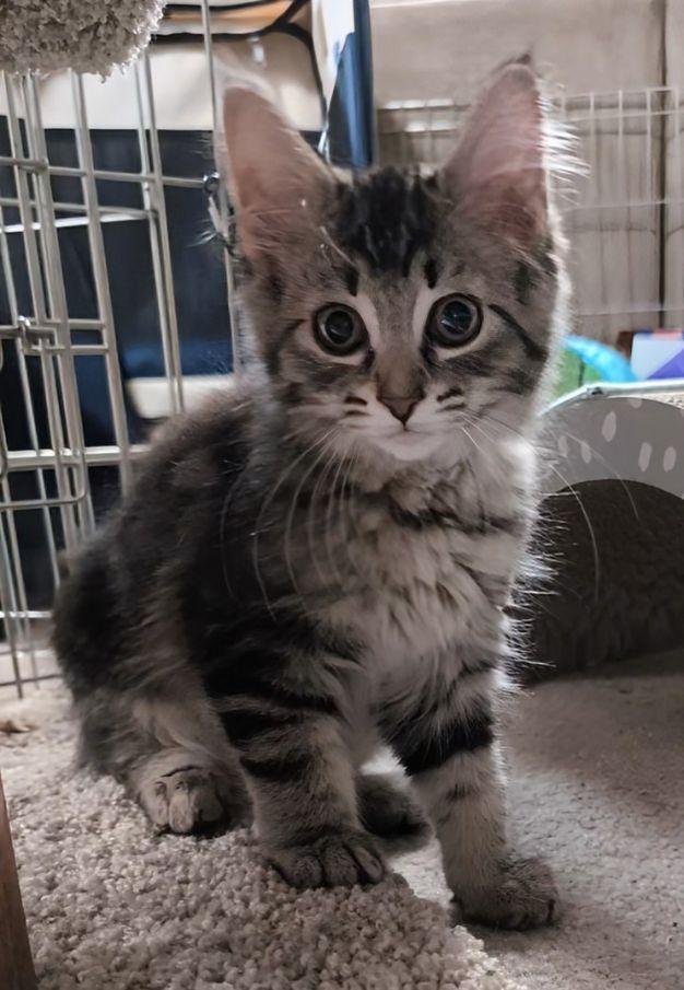 Capella, an adopted mixed breed in Lake Orion, MI image 3/3