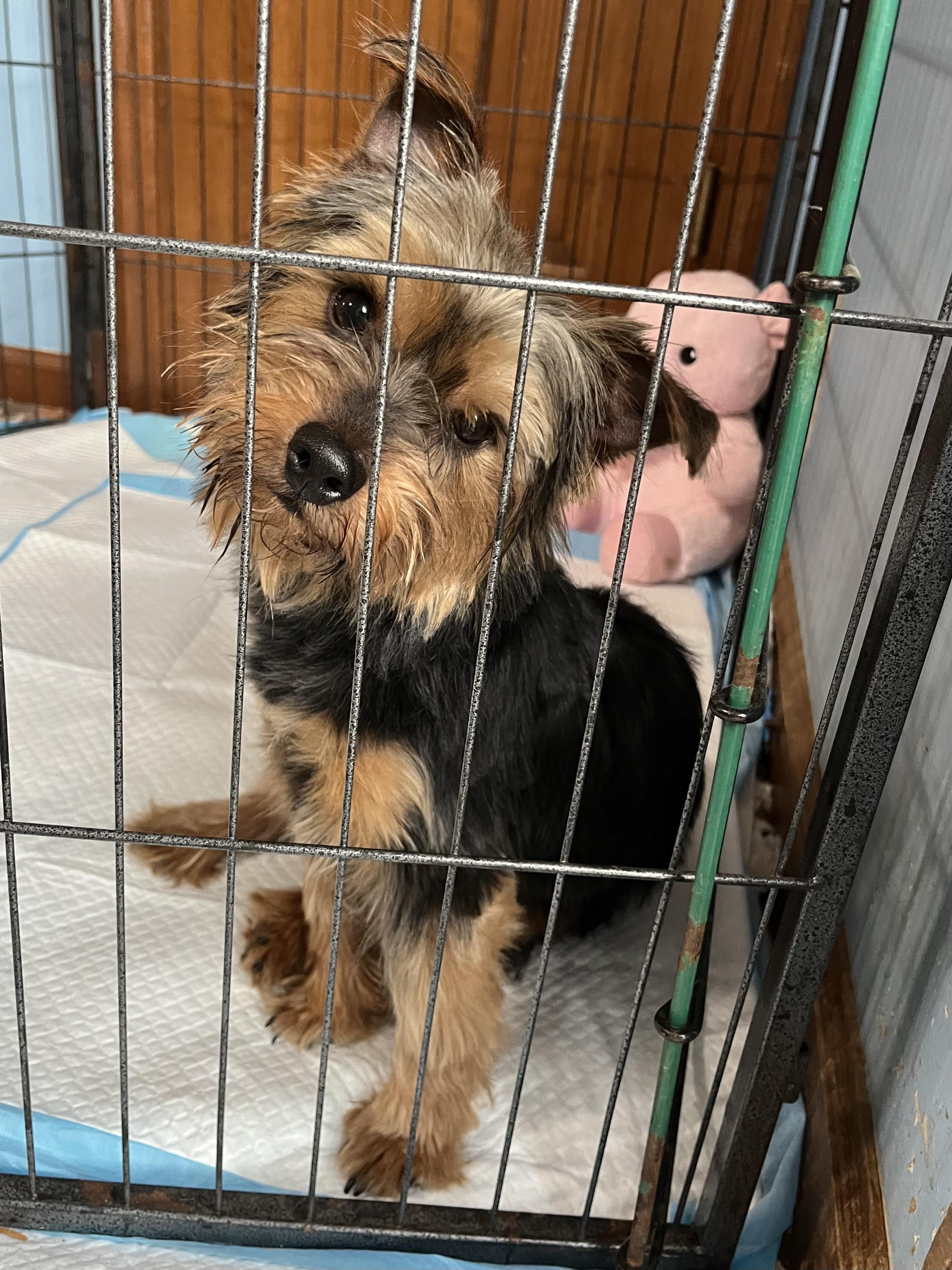 Enlarge Tommy, an adopted Yorkshire Terrier in Greensboro, GA image 2/3