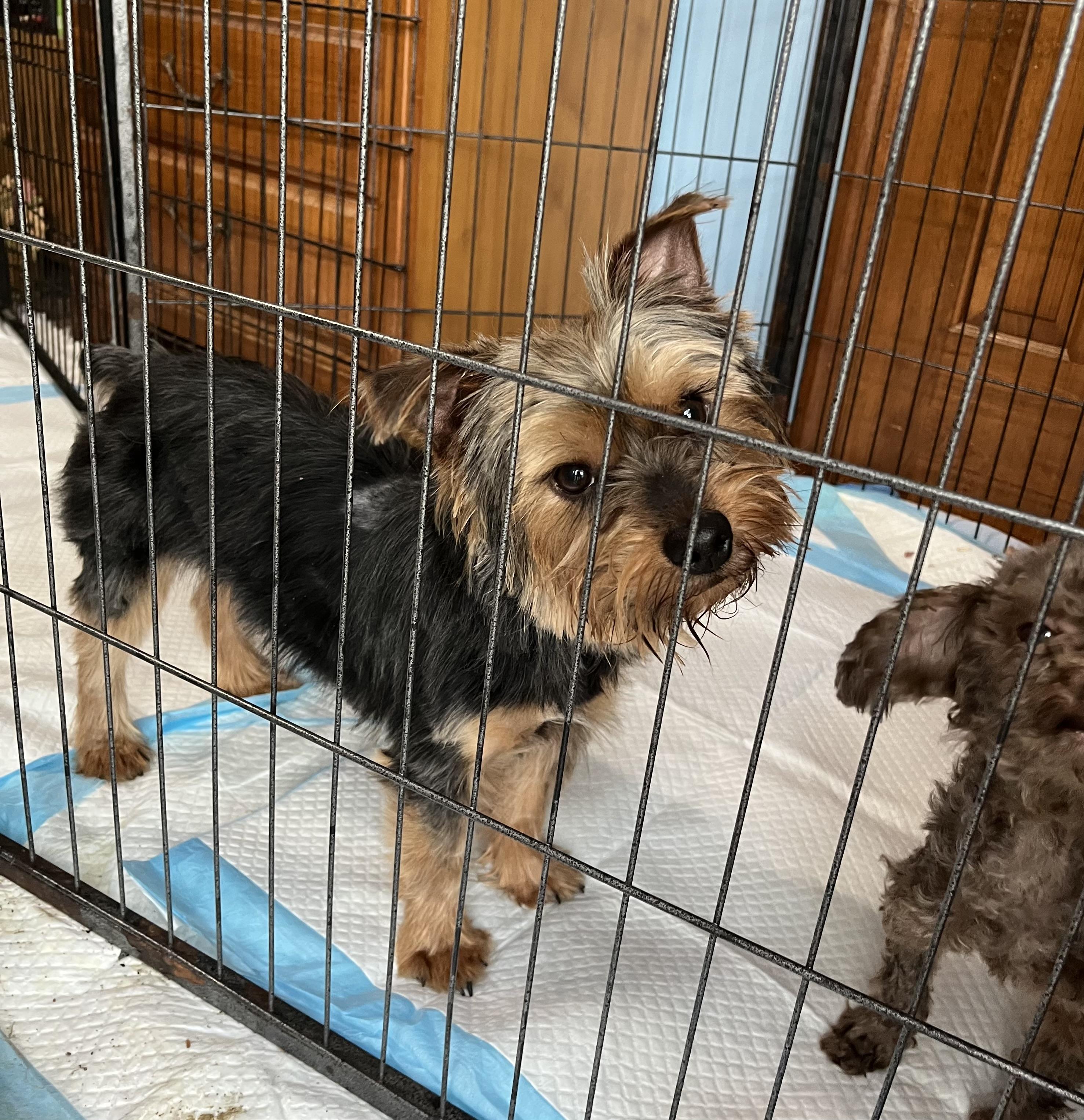 Enlarge Tommy, an adopted Yorkshire Terrier in Greensboro, GA image 1/3