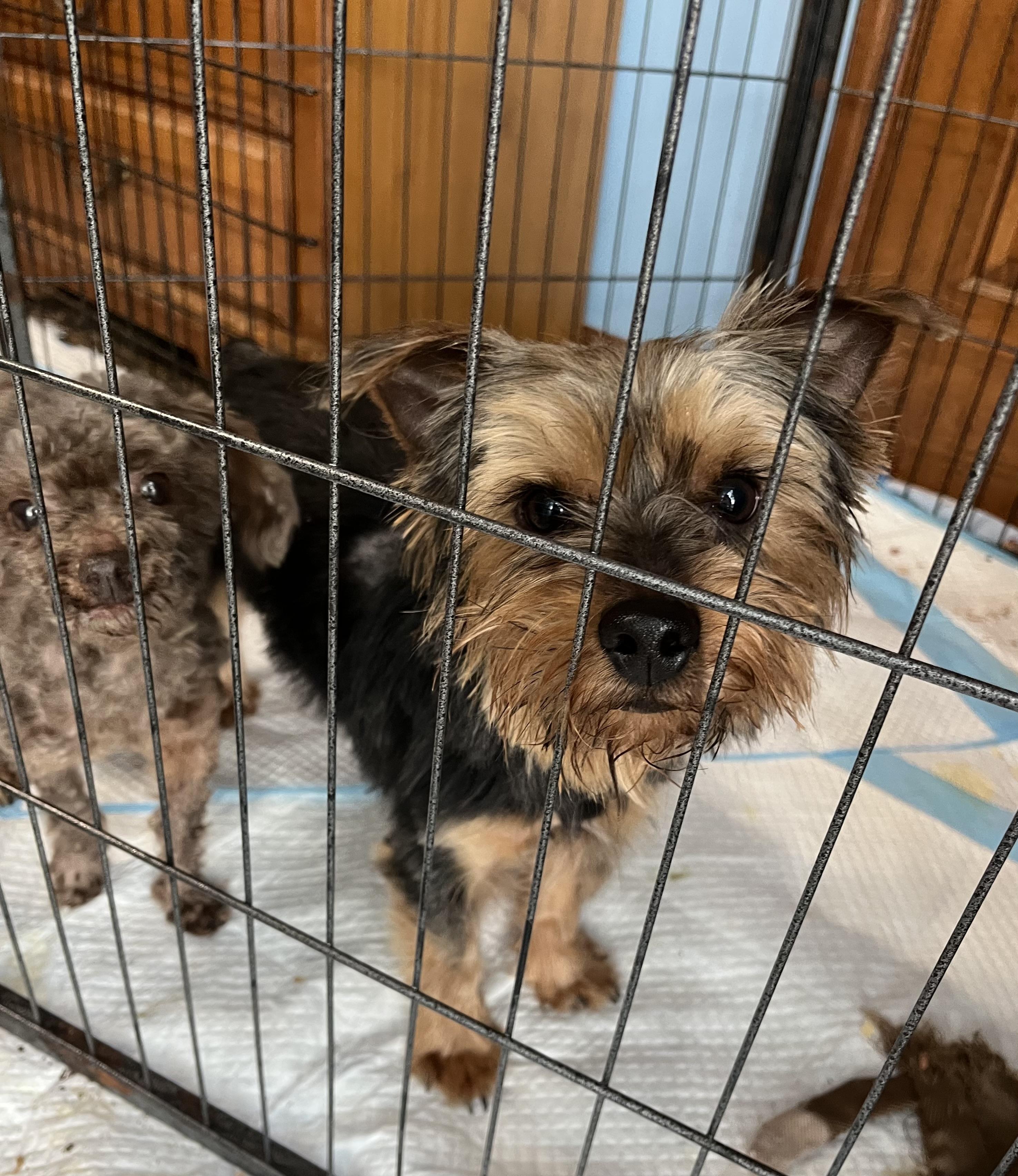 Enlarge Tommy, an adopted Yorkshire Terrier in Greensboro, GA image 3/3